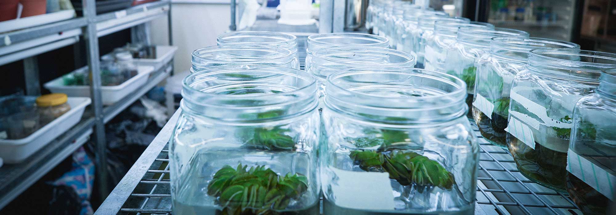 Plantroom | Laboratorio de Biotecnología Vegetal