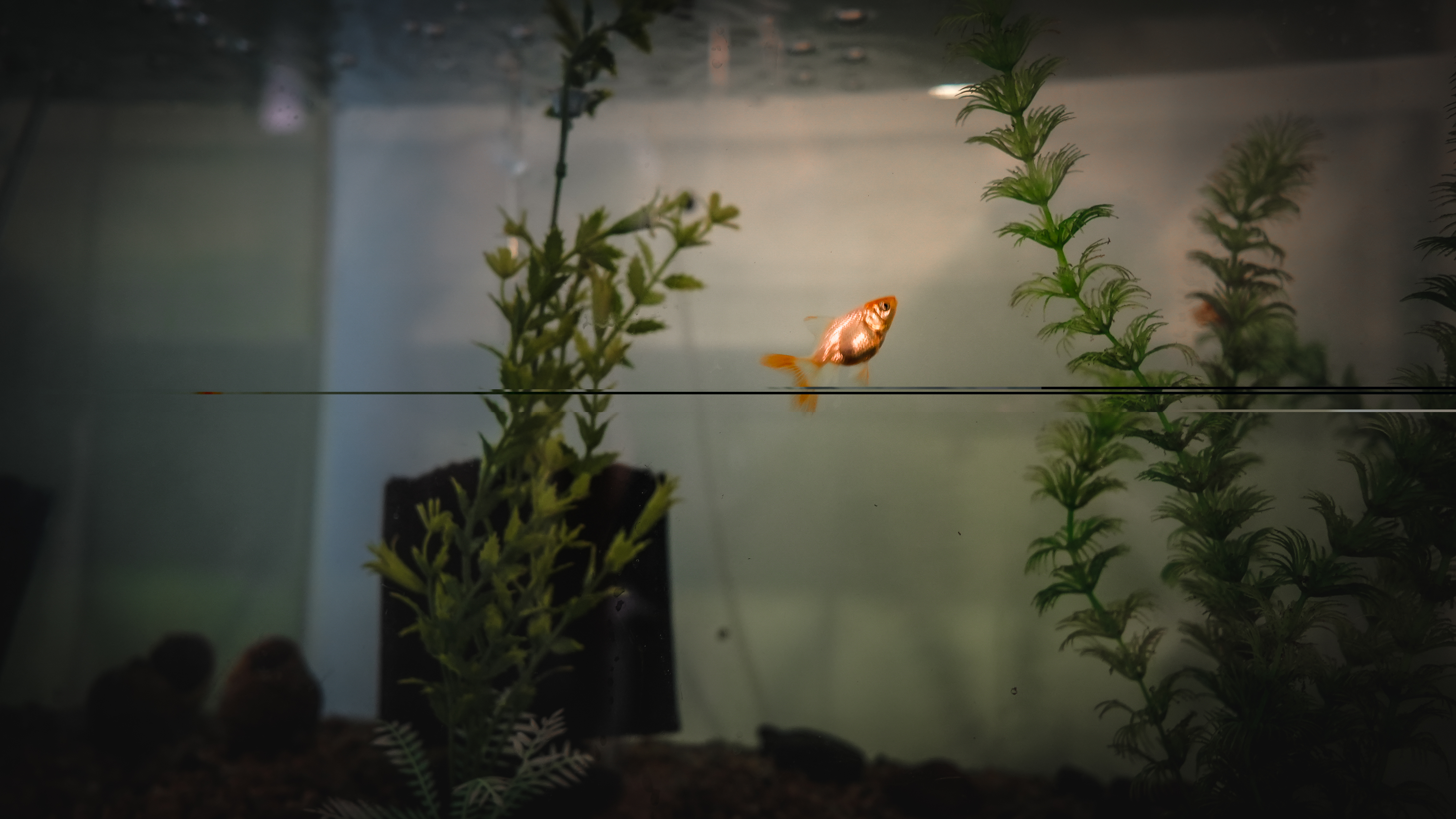 Fish Room 2